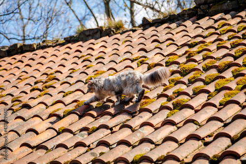 Ash gray Maine Coon goes on tiled roof, old house on sunny day, white black cat walks along courtyard of castle Trosky, long fluffy tail, moss among red clay tiles, cute stray cat on top countryside