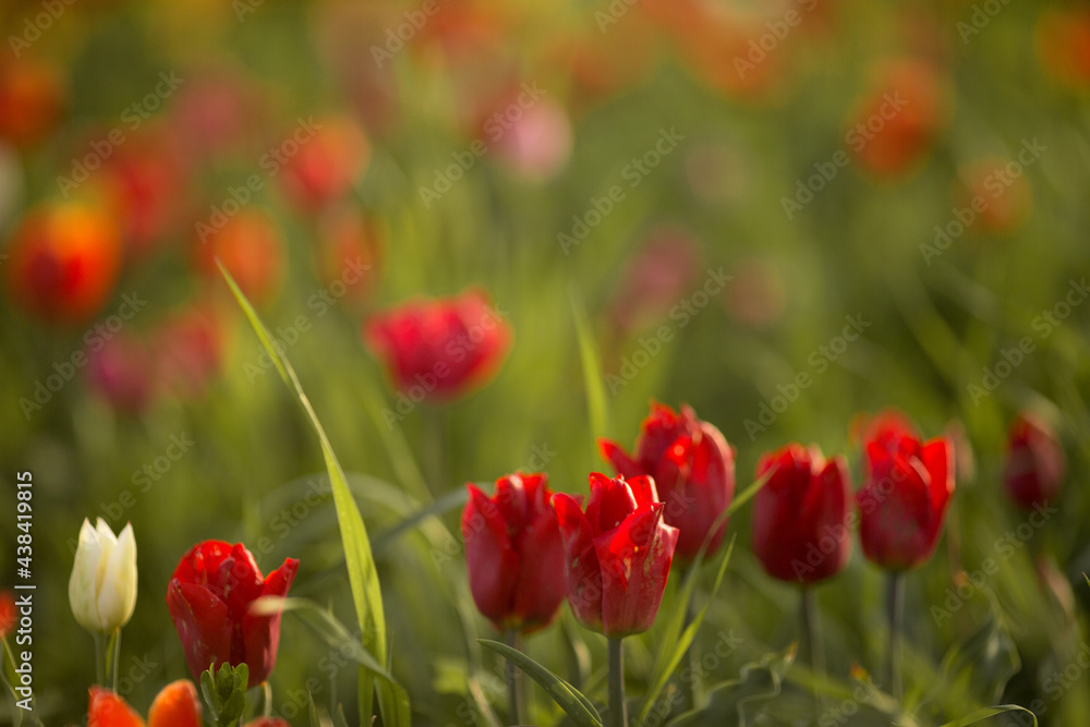 Obraz premium tulips are yellow and red