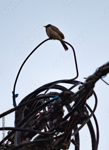 bird on wires