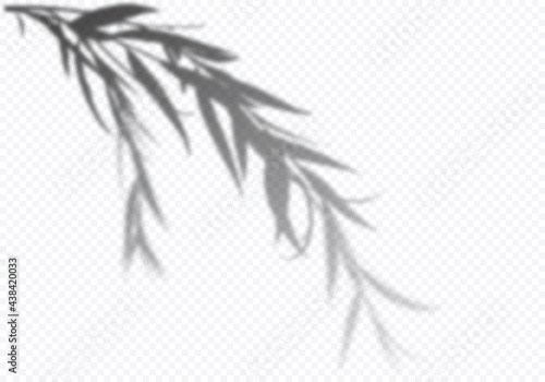 Vector Transparent Shadow of Tree Branch with Leaves. Decorative Design Element for Presentations and Mockups. Realistic Overlay Effect