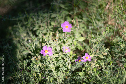 flowers in the garden