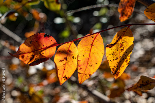autumn leaves on the tree