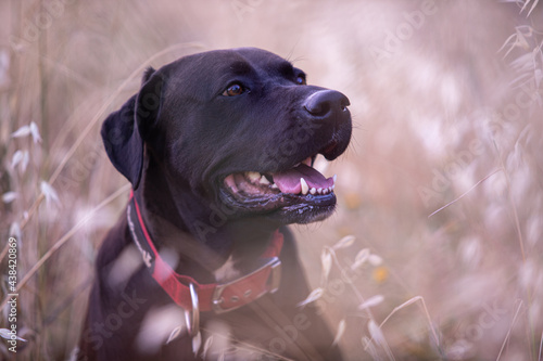 dog in the grass