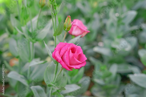 Wallpaper Mural Pink Rosita Lisianthus(soft focus) : lisianthus, tulip gentian, texas blue bell native to North America.blooms from May to September and is a great cut flower, drought tolerant. Torontodigital.ca