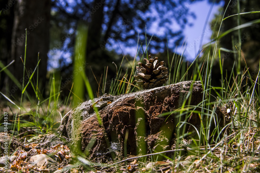 Obraz premium Nature in its purest state