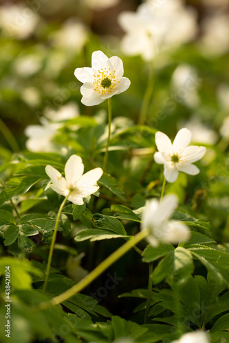 Spring white flowers 