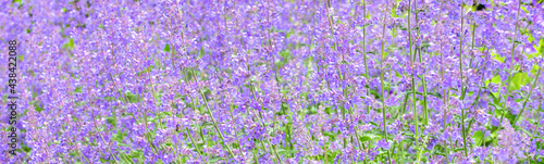 background of lavender field in region