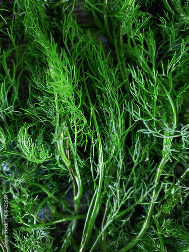 Fresh green dill, freshly harvested from the garden, washed with water, close-up, top view. © Mlk.nt.lg