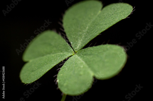 Close-up of clover leaves with black background
