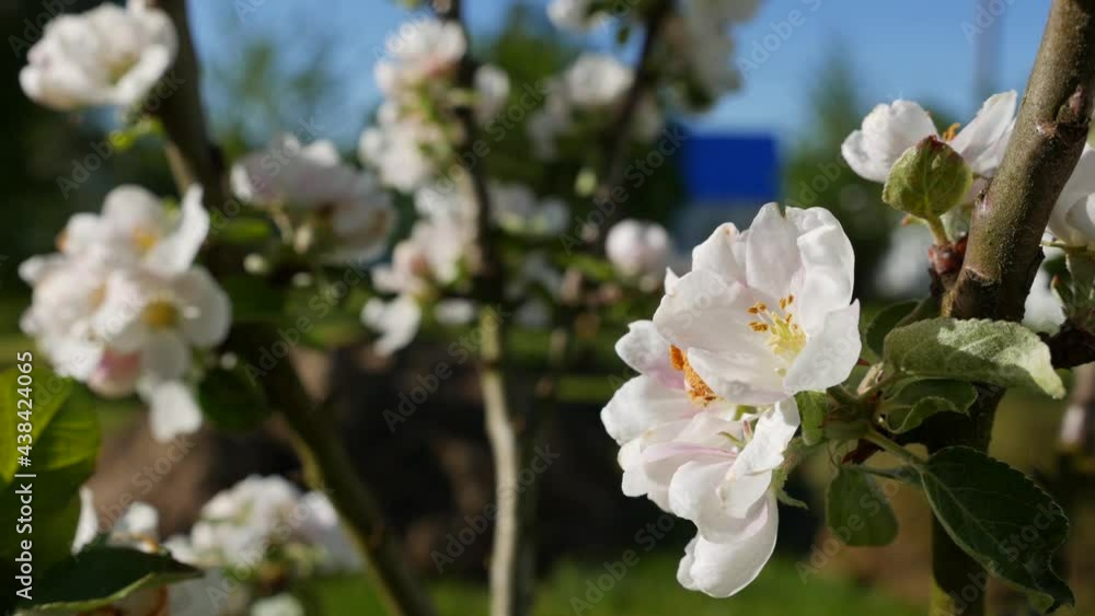 Apple tree President columnar with white flowers in spring bloom. Spring Flowers. Flowering in the garden trees, against the background of blooming white flowers. Nature. Close-up Apple tree President columnar with white flowers in spring bloom. Spring Flowers. Flowering in the garden trees, against the background of blooming white flowers. Nature. Close-up