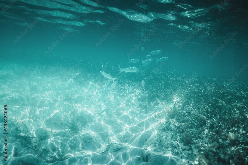 Fototapeta premium Fish, Sea sand and blue water. Underwater ocean background