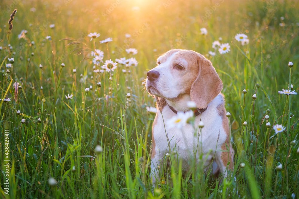 beautiful portrait of a beagle dog in a summer meadow among wild flowers at sunset