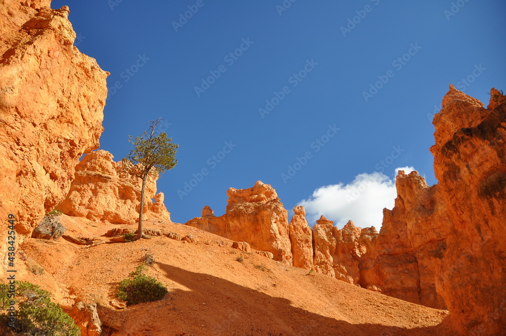 Scenic view from the ground of orange cliffs and rocks at sunny day in Paunsaugunt Plateau of Bryce Canyon National Park, USA