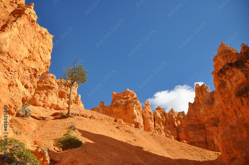Scenic view from the ground of orange cliffs and rocks at sunny day in Paunsaugunt Plateau of Bryce Canyon National Park, USA Scenic view from the ground of orange cliffs and rocks at sunny day in Paunsaugunt Plateau of Bryce Canyon National Park, USA
