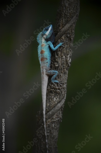 blue crested lizard (Calotes mystaceus) on bunch of tree in my garden, in tropical forest, Kanchanaburi, Thailand.