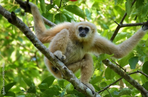 White-handed gibbon or Gibbons on trees, gibbon hanging from the tree branch. Animal in the wild, Khao Yai National Park, Thailand