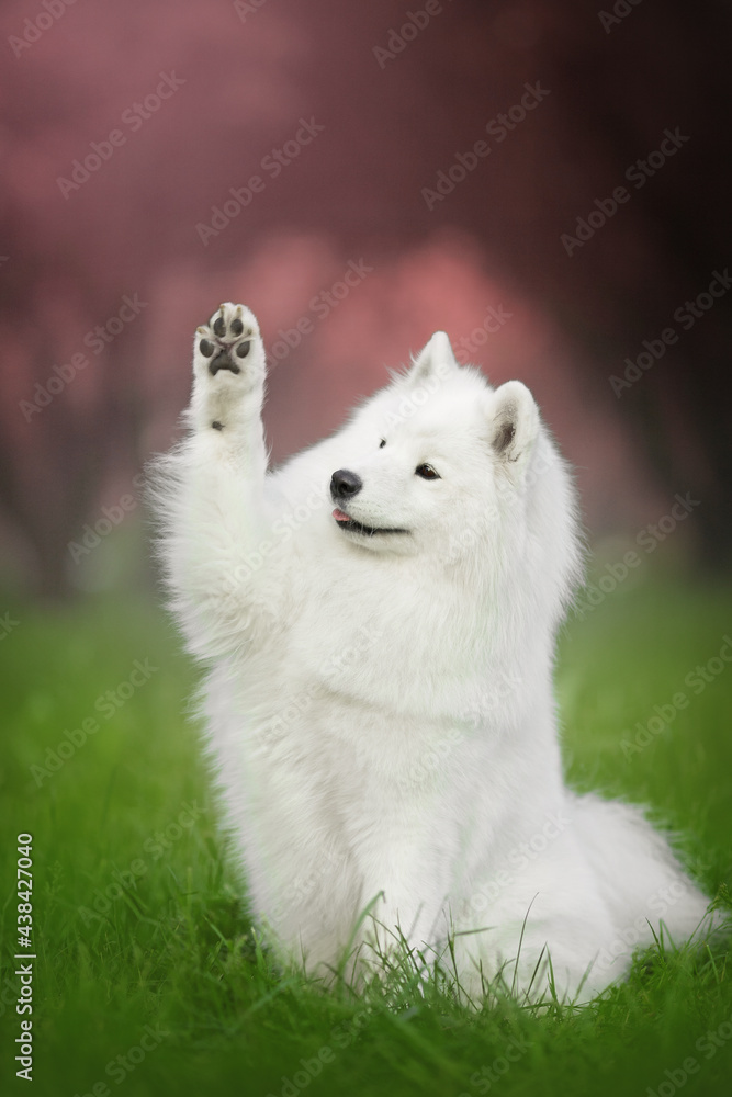 Fototapeta premium samoyed dog blossom portrait give paw