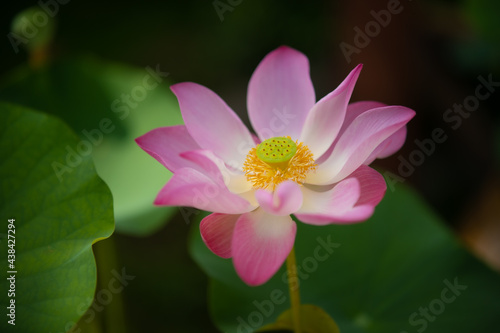 Pink lotus flowers are blooming beautifully with lotus leaf blurred background. Name in Thailand is called "Bualuang"