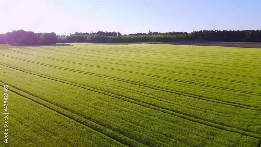 Weizenfeld im Frühsommer, Bayern, Deutschland Weizenfeld im Frühsommer, Bayern, Deutschland