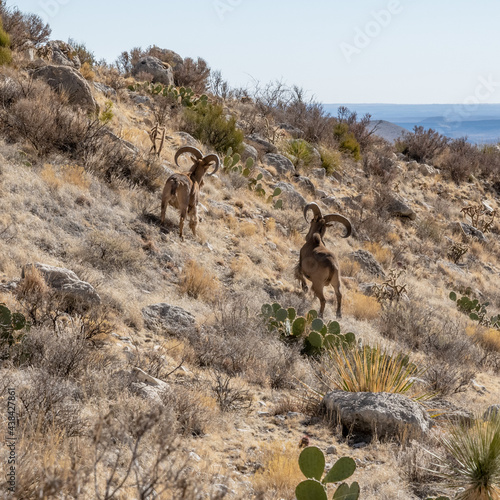 Two Male Barbary Sheep in Guadalupe Mountains photo