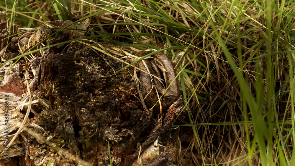 snake with grass snake with grass