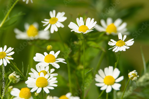 wild daisy flowers on a natural green background