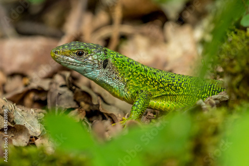 green lizard in Provence, france