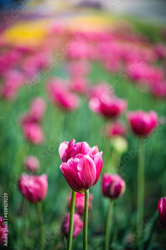 Field red flower tulip close up on a blurred background