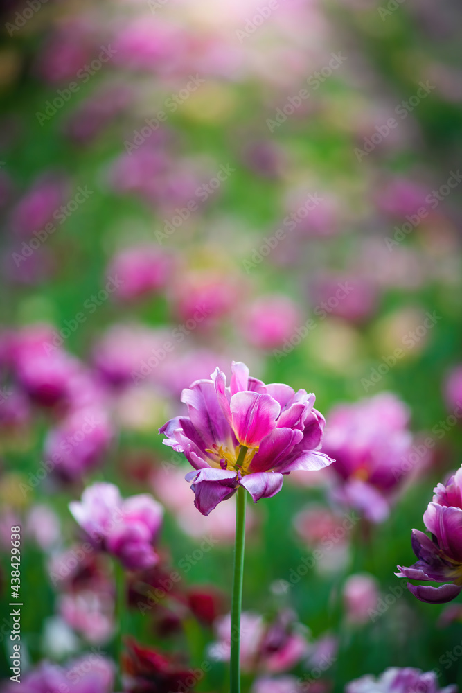 Field purple flower tulip close up on a blurred background