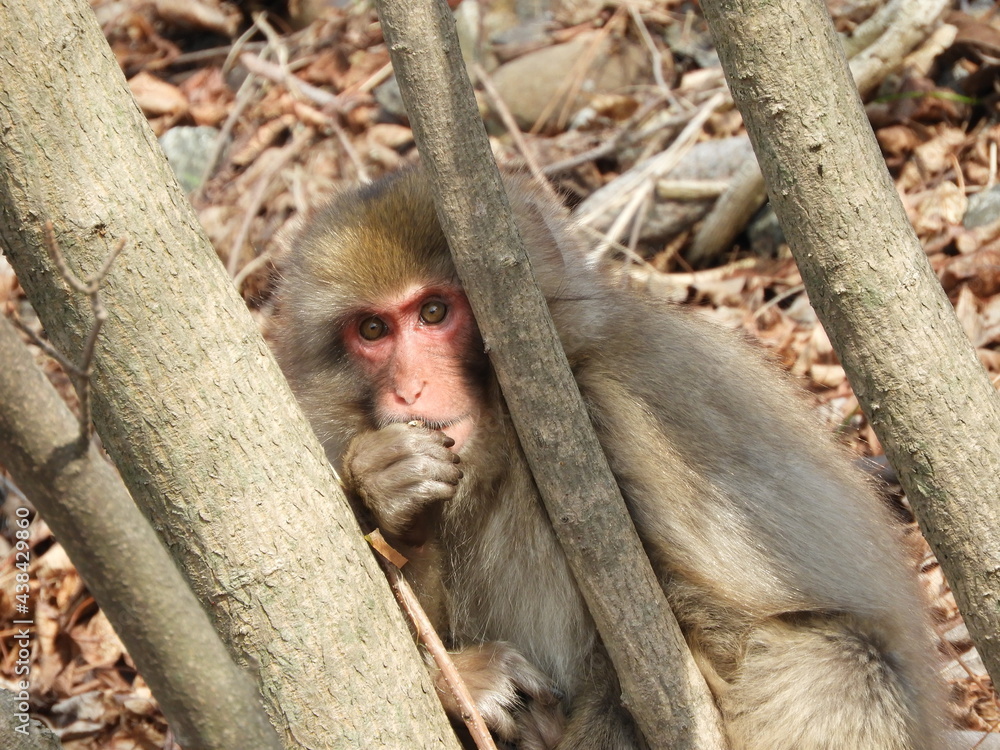 Obraz premium 白神山地のニホンザル