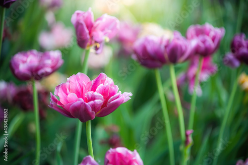 Field purple flower tulip close up on a blurred background