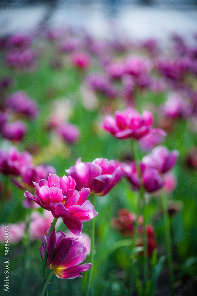 Field purple flower tulip close up on a blurred background Field purple flower tulip close up on a blurred background