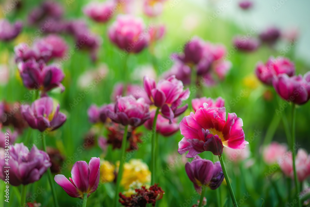 Field purple flower tulip close up on a blurred background Field purple flower tulip close up on a blurred background