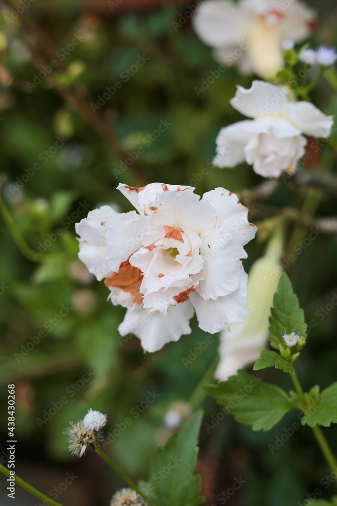 Obraz premium tree green leaves flower