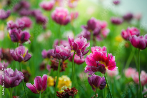 Field purple flower tulip close up on a blurred background