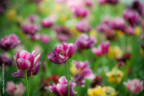 Field purple flower tulip close up on a blurred background © Grigoriy Lukyanov