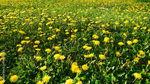 Yellow and white daisies in the grass. Wildflowers in the spring.