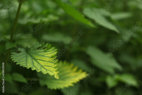 Gradient leaf of nettle © Przemyslaw