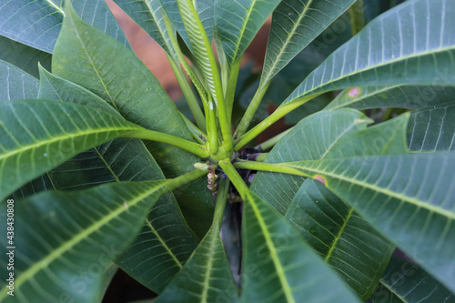 tree green leaves flower