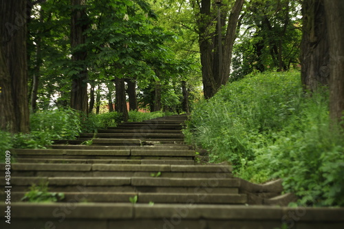 Stairway in the forest      