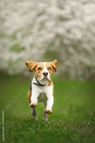 beagle puppy in the blossom nature park with flowers