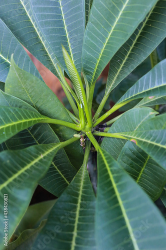 tree green leaves flower