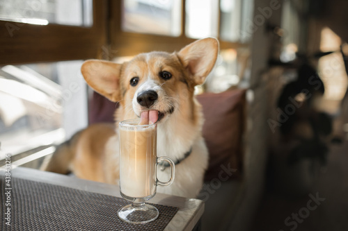 Photography Cute pembroke welsh corgi dog drinking coffee latte glass cup in cafe table funn
