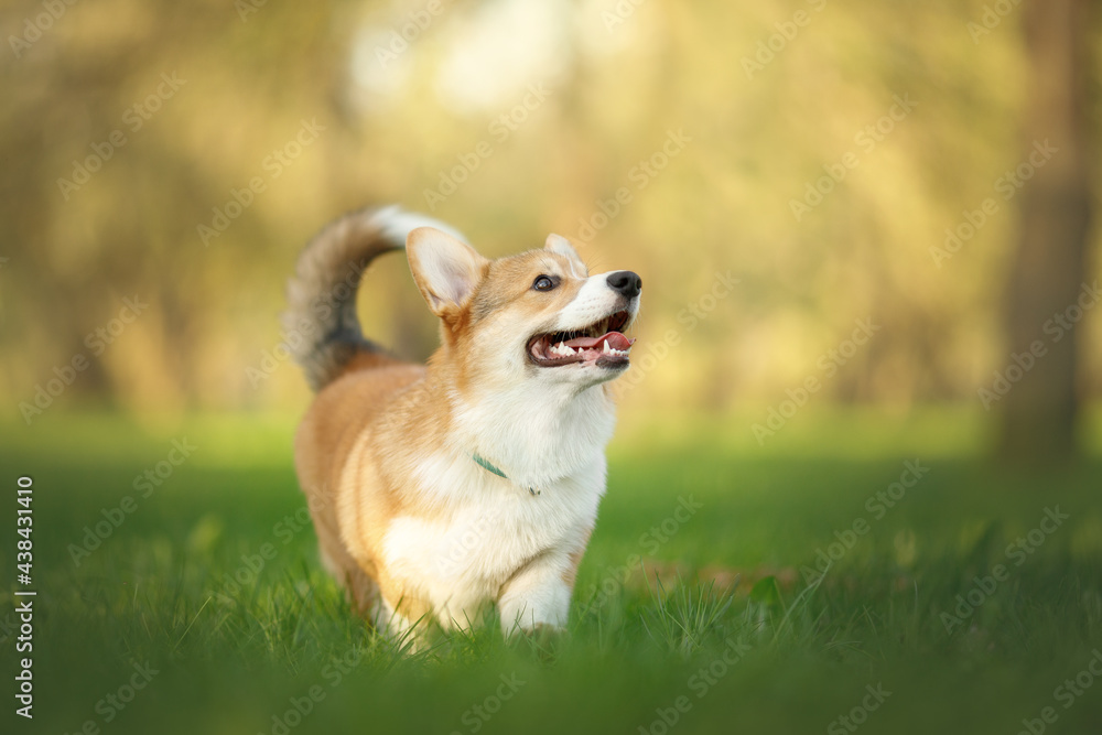 happy corgi puppy running in the green sunny nature happy corgi puppy running in the green sunny nature