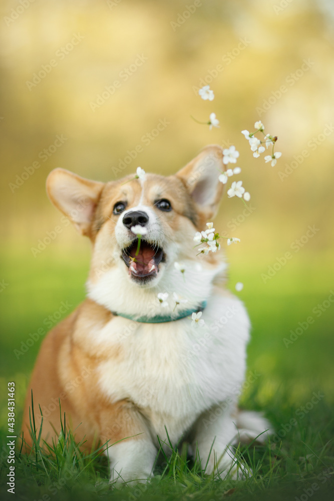 corgi puppy in the blossom flower nature corgi puppy in the blossom flower nature