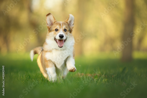 happy corgi puppy running in the green sunny nature photo