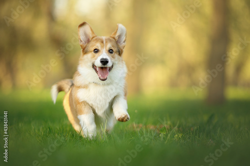 Obraz na płótnie happy corgi puppy running in the green sunny nature