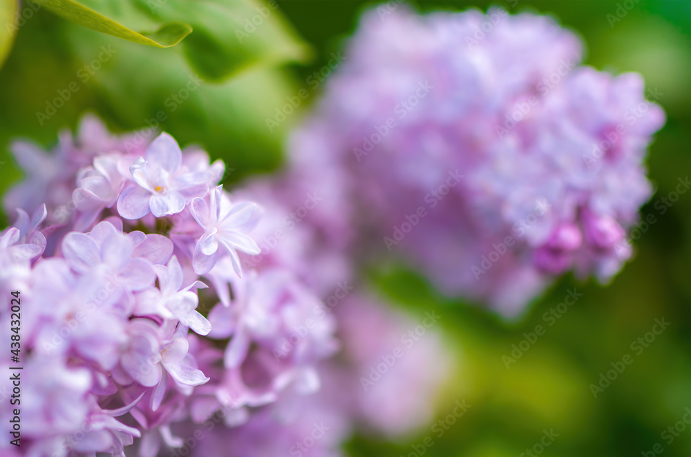 Branch of blossoming purple lilac on a sunny day Branch of blossoming purple lilac on a sunny day