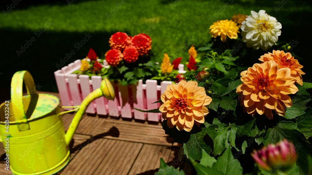 custom made wallpaper toronto digitalStars and rooster flowers. Garden ornamental flowers. Annual flowering plants.