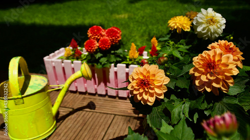 Stars and rooster flowers. Garden ornamental flowers. Annual flowering plants.